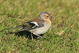 Common Chaffinch